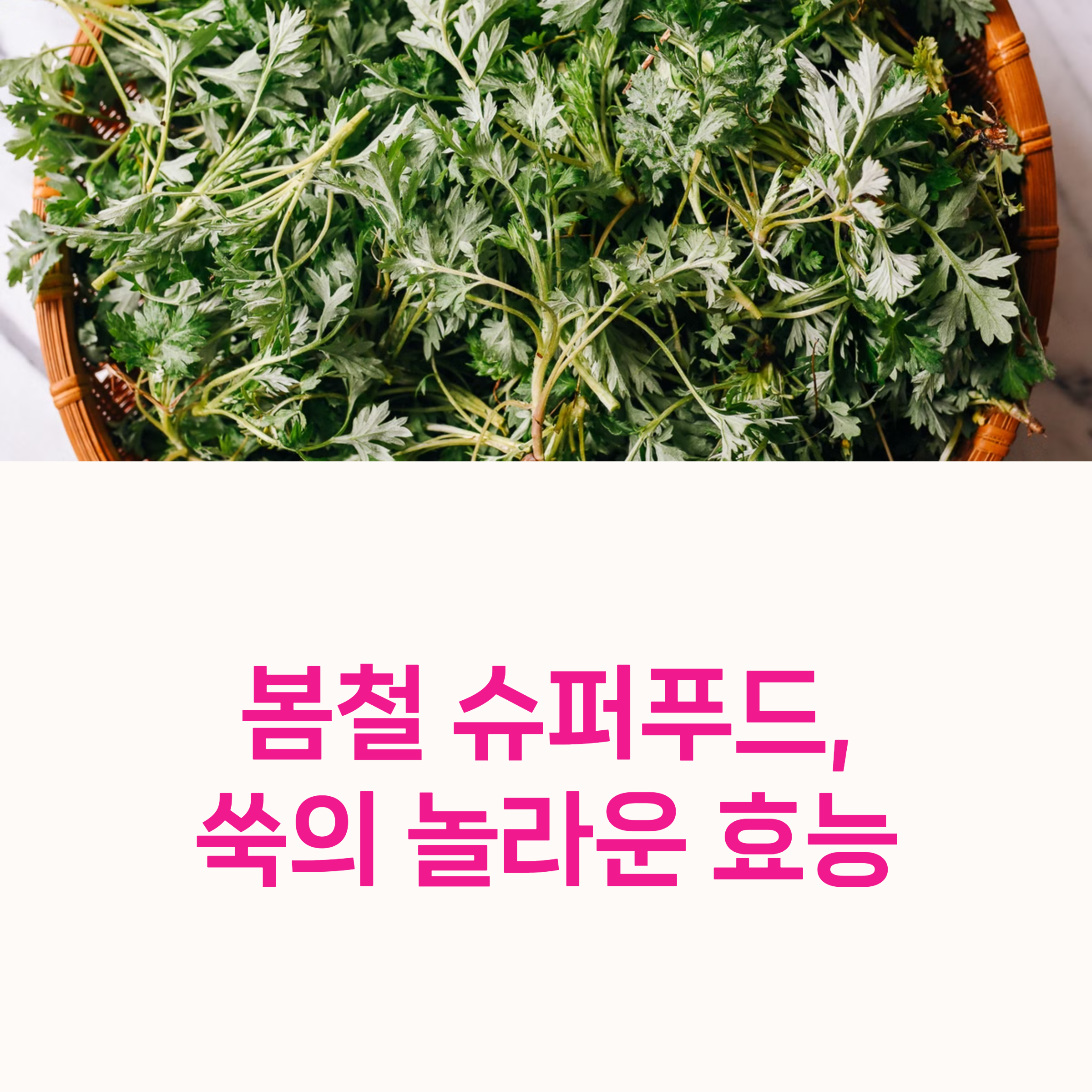 쑥,봄철나물,면역력,