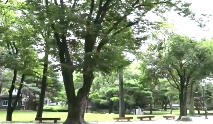 광한루 느티나무