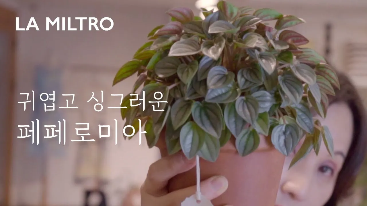 페페로미아 키우기 물주기 분갈이 빛관리 작고 예쁜 실내식물_3