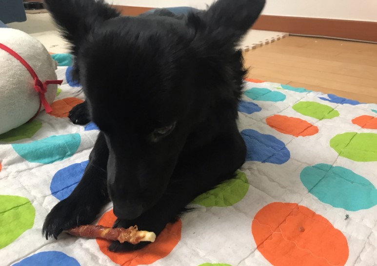 강아지간식 치킨말이스틱 자연의 사랑을 담은 순살득뿜!