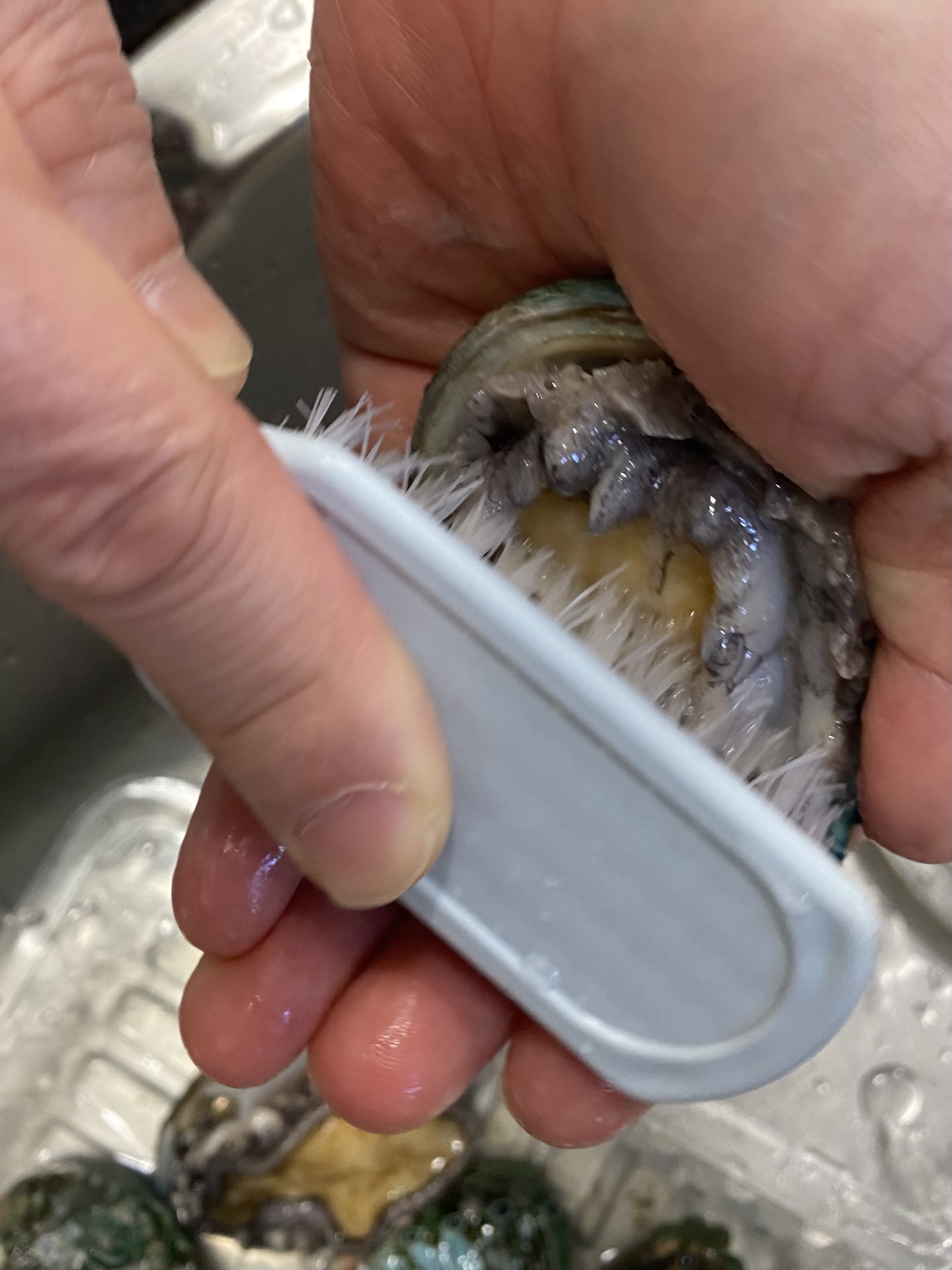 전복을 솔로 씻어요.