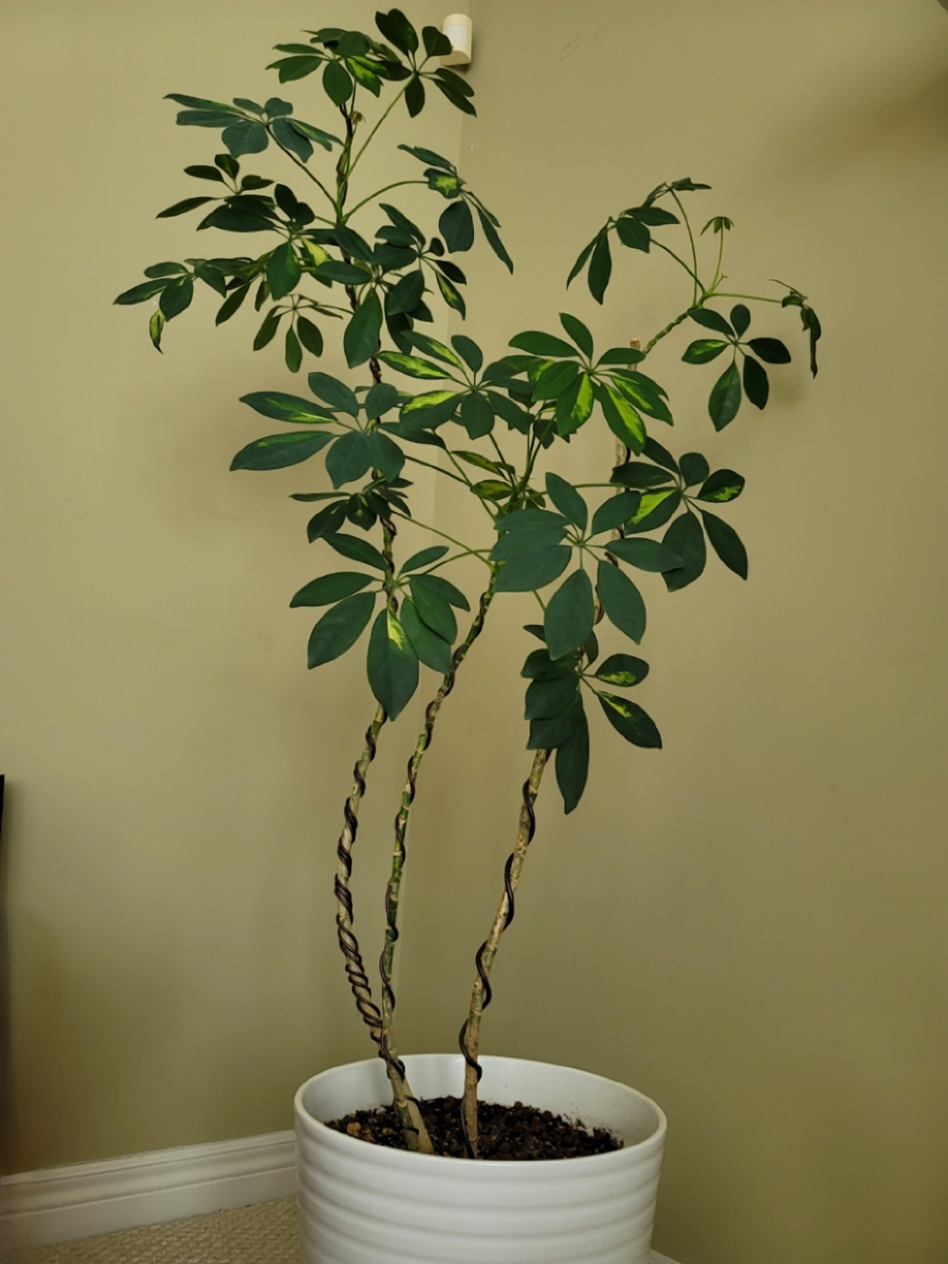 홍콩야자 가지치기와 수형(나무의 모양) 잡기, 기본 방법, 수형을 예쁘게 잡는 실전 팁