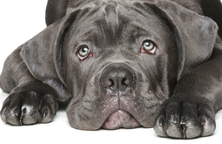 눈짓을 하는 이탈리안 코르소 도그의 강아지.