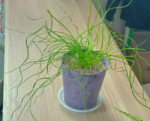 스프링 골풀 잎마름