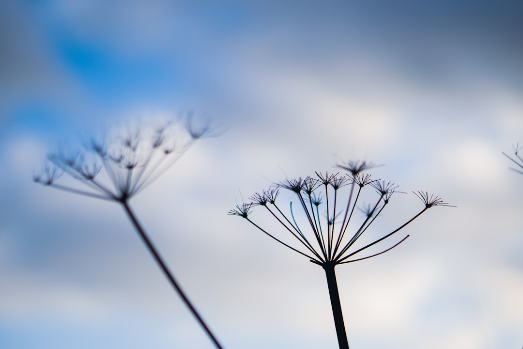 Renewal