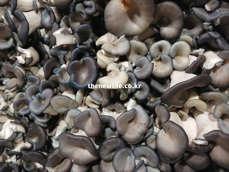 체내 활성산소를 제거하고 세포 손상을 방지하는 항산화 효능이 풍부한 신선한 느타리버섯 실물 사진.