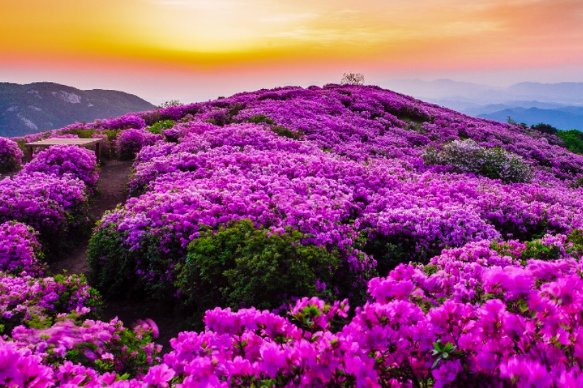 2025 합천 황매산 철쭉제 일정 총정리 및 철쭉 개화현황