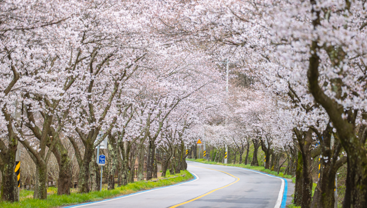 300리 섬진강 벚꽃길