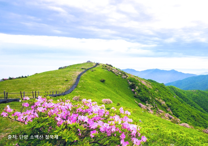 소백산 철쭉 개화시기