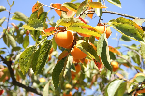 추석 선물세트 추천