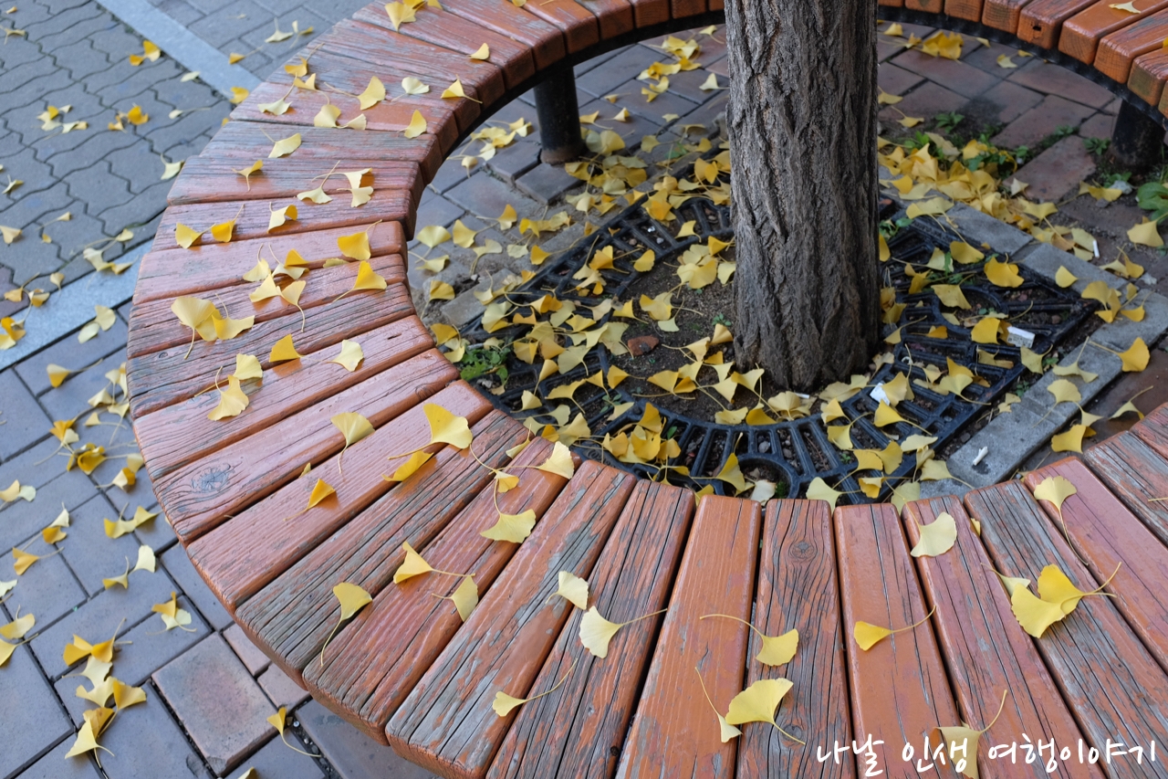 “곡교천변_은행나무길_04”data-filename=