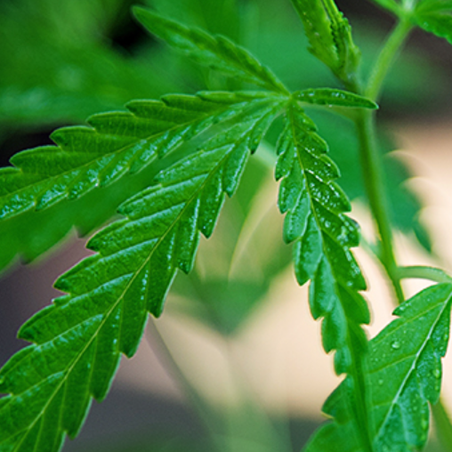 대마 종자유 부작용