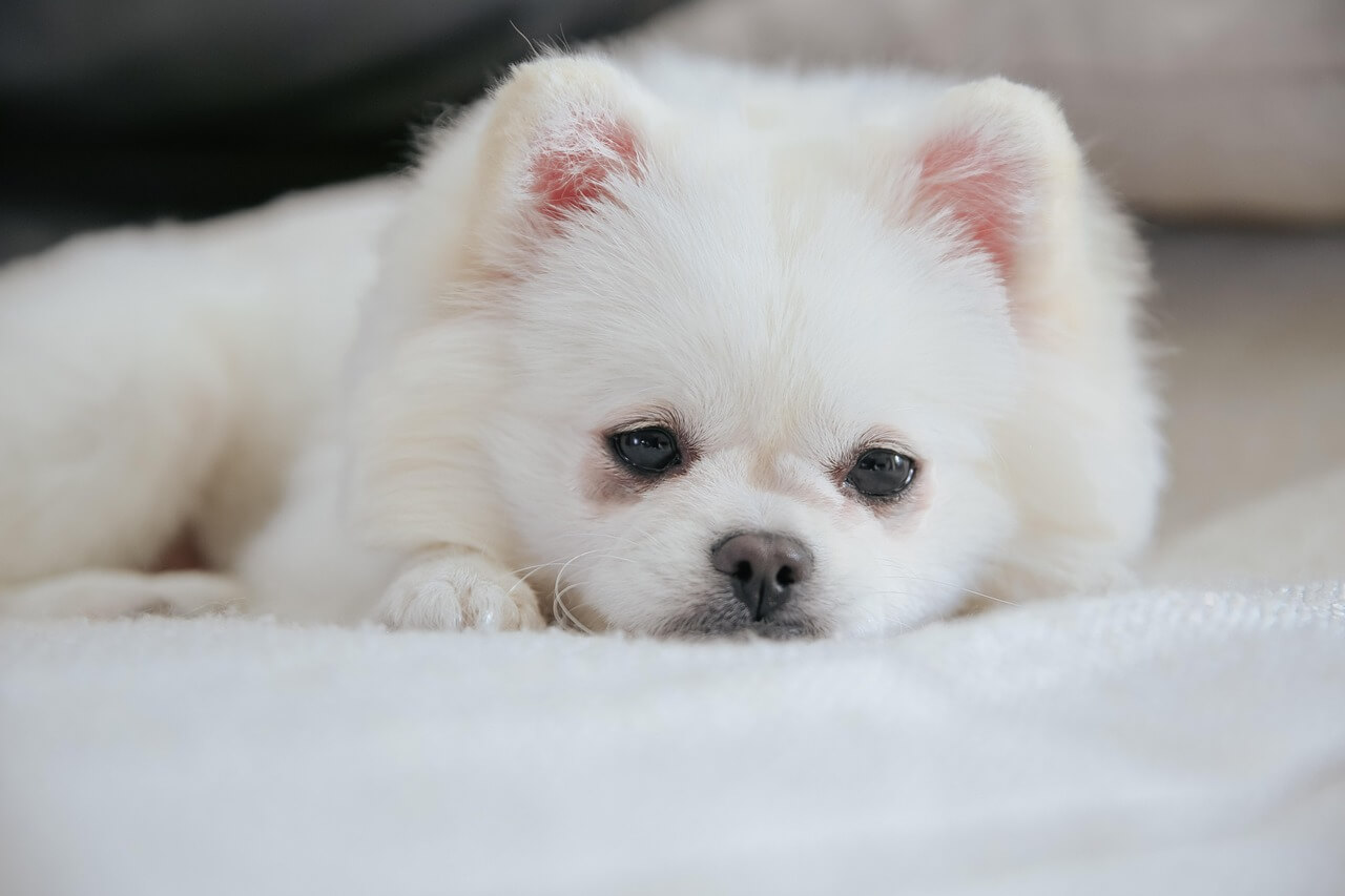 포메라니안 털관리