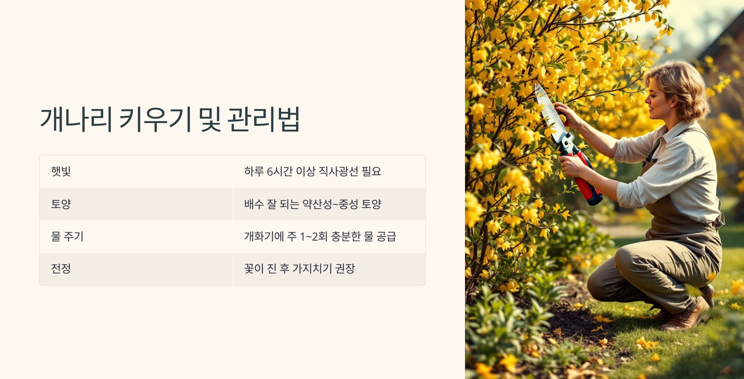 개나리꽃