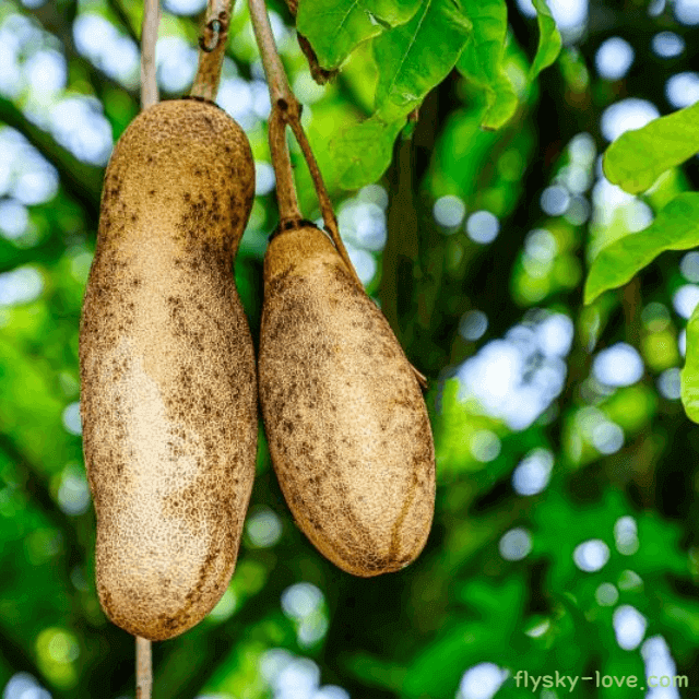생명의 나무 바오밥 나무 효능