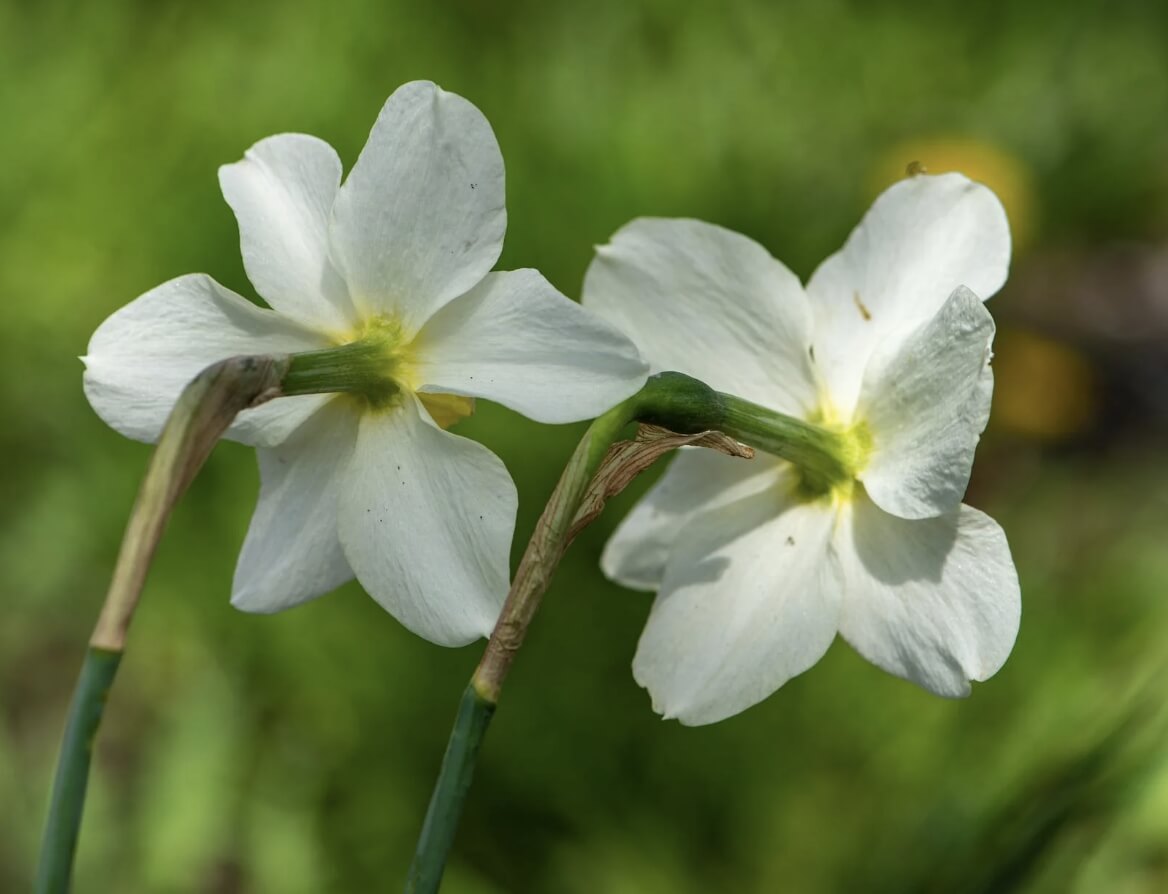 수선화 꽃말, 의미와 이야기