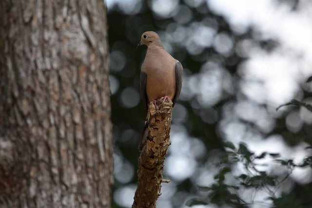 들깨 파종시기 바로 보기 4