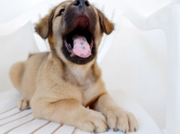 개 입안 응어리