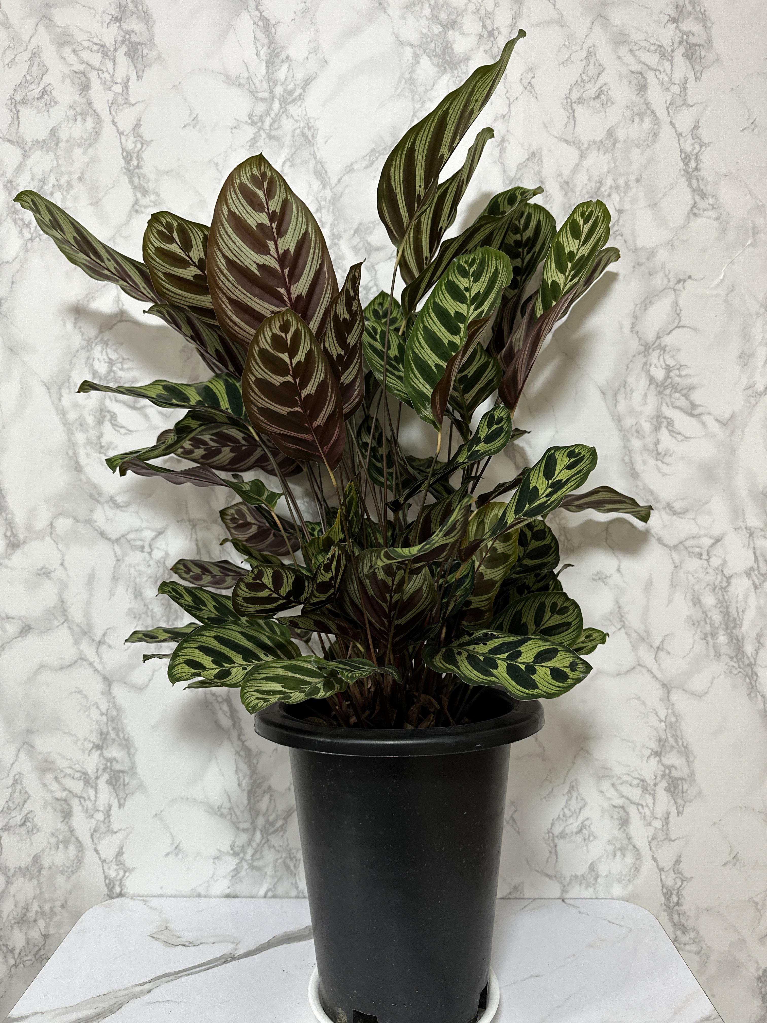 실내 공기정화식물 추천 마코야나 부부초