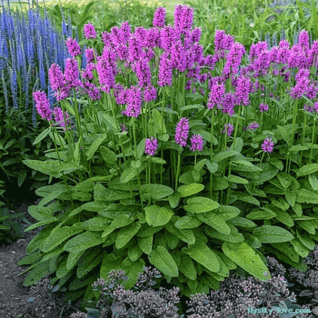 진정 작용에 효과적인 베토니