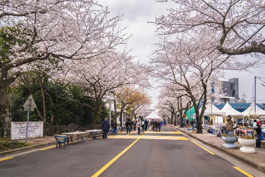 서귀포 대륜동 벚꽃길을 따라 피어난 왕벚나무와 봄 햇살