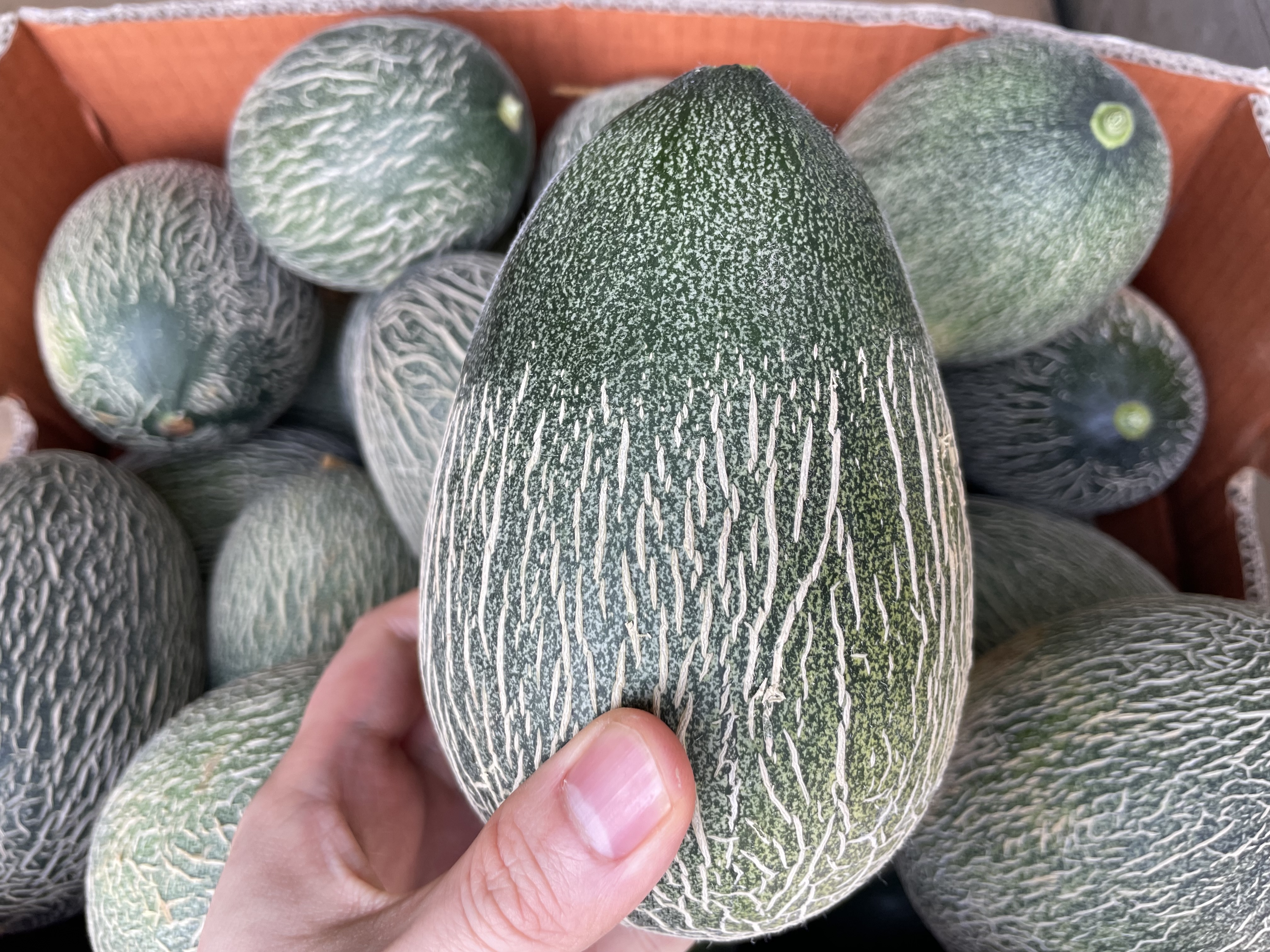 하미과멜론 건강