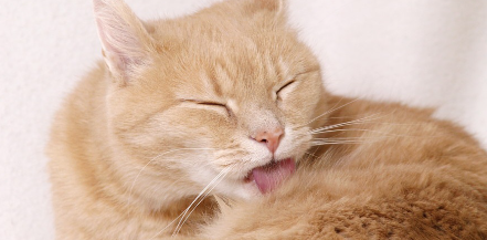 몸을 핥는 고양이.