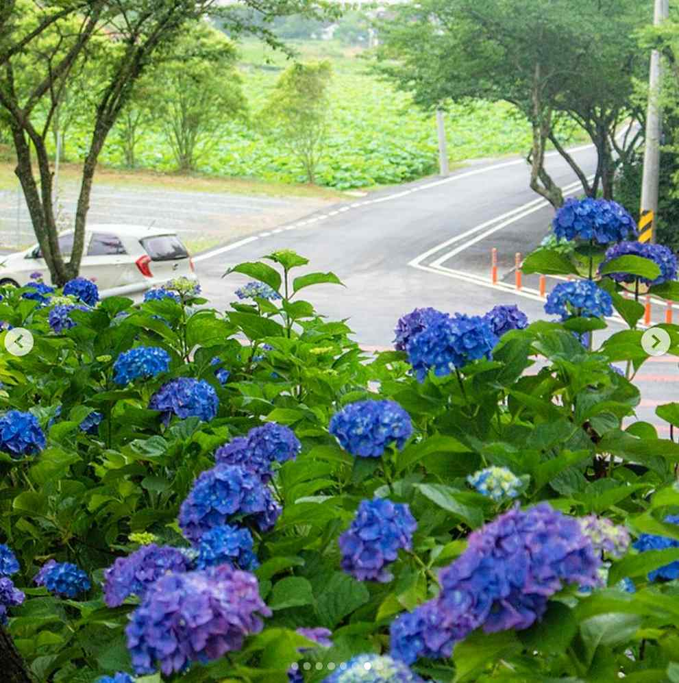 강진 수국축제