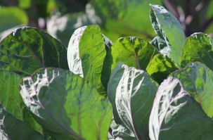 탱글탱글한 봄 주꾸미 손질부터 양념까지! 전분가루 코팅으로 감칠맛 잡는 법