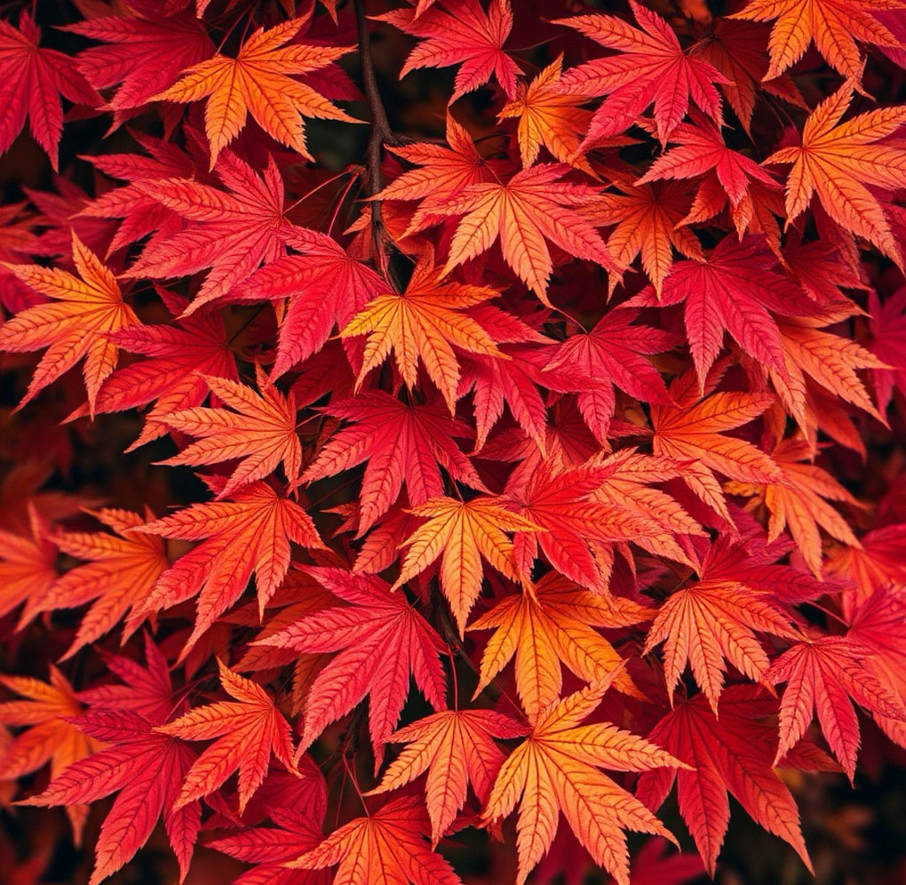 가을 단풍 명소