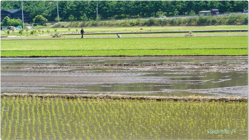 방금 모내기 한 논 풍경
