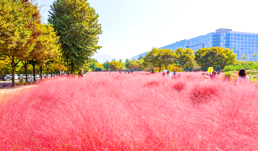 미사경정공원 핑크뮬리