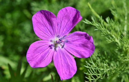 일본에서 ‘보라색’이 귀족의 색이자 동시에 금기가 된 이유
