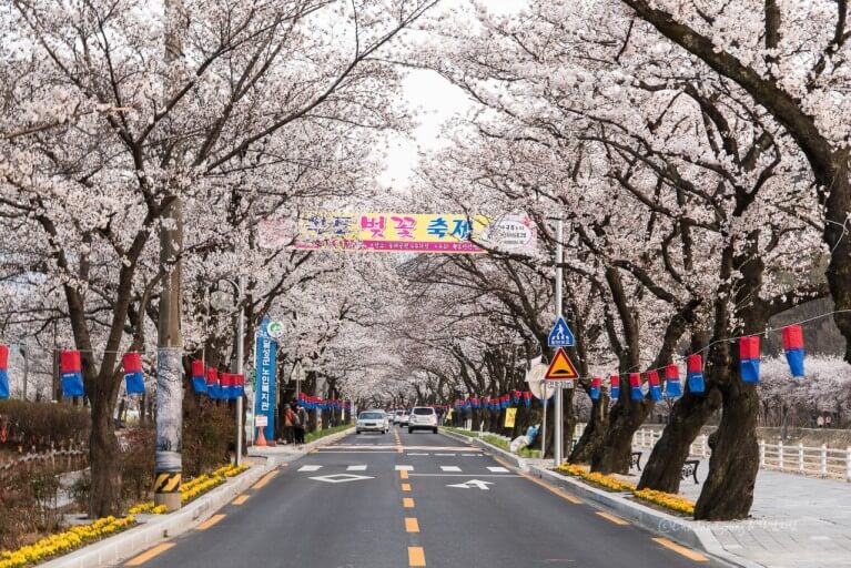 송해공원 옥연지 (유가읍·옥포읍) 벚꽃로드 탐방 사진