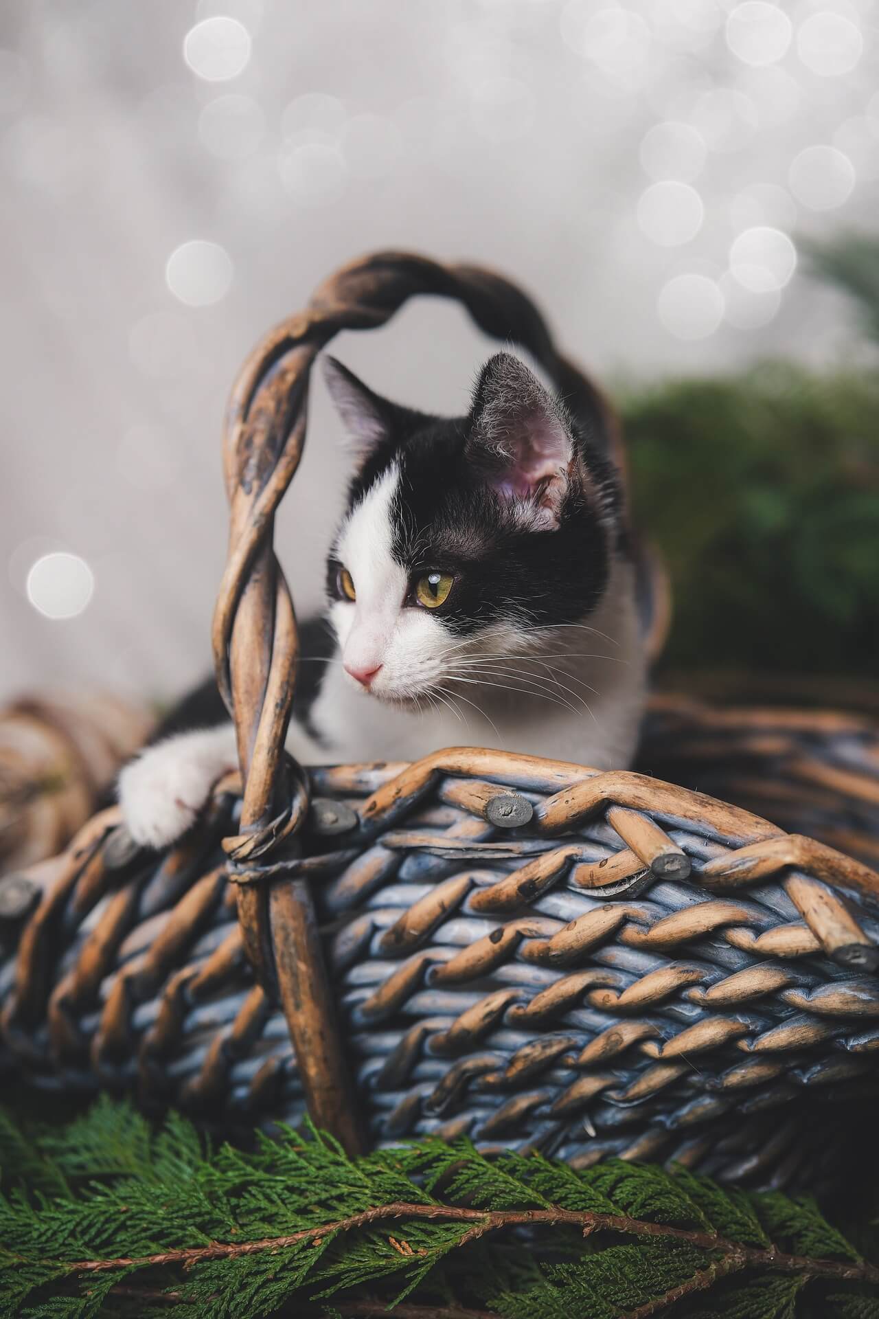 반려동물이 있는 집에서 아로마를 사용해도 되는 최소 범위