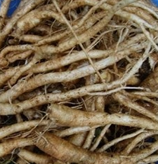 도라지 효능 부작용 고르는법 먹는법 꽃 총정리