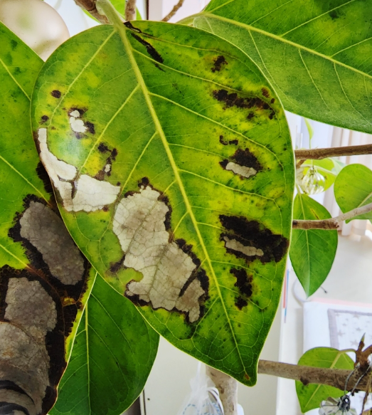 죽어가는 뱅갈고무나무 살리는 방법