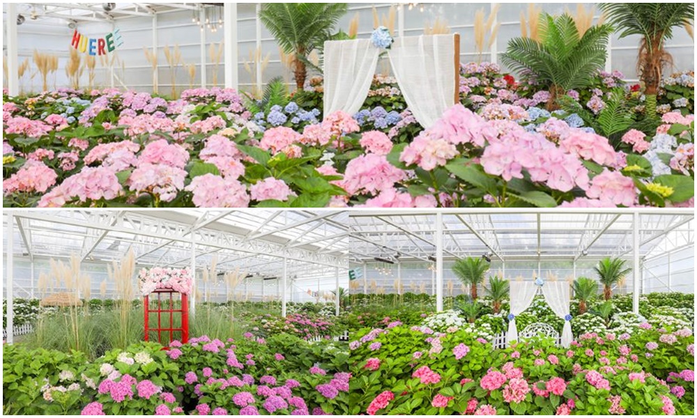 휴애리봄수국축제