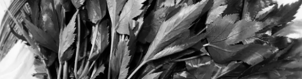 당귀 재배법: 모종 심는시기 (파종시기)