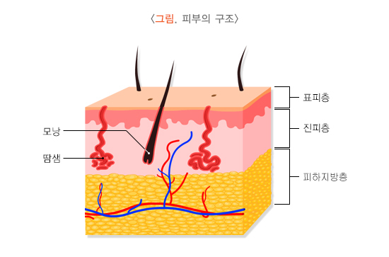 피부의 구조