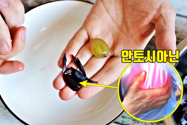 포도껍질 효능,팁줌