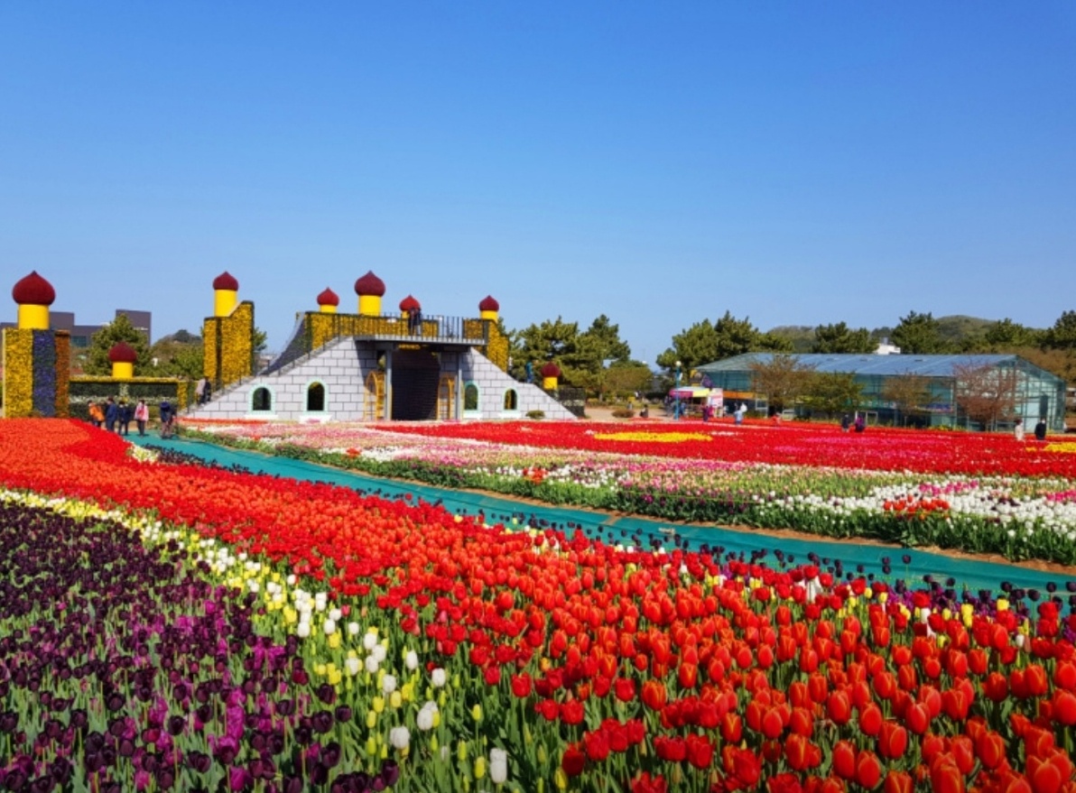 태안 세계 튤립 박람회 테마 정원 이미지