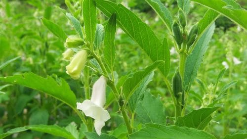 참깨꽃-개화시기-꽃말