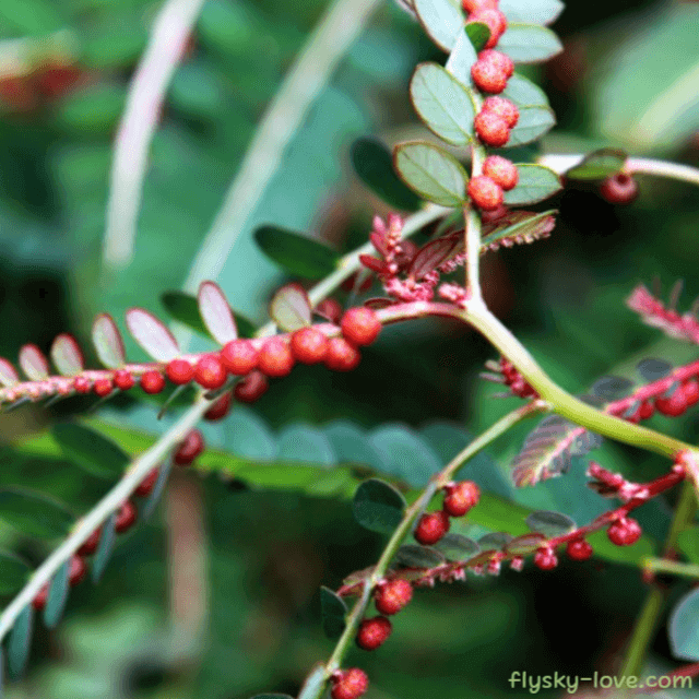 항염 작용에 효과적인 여우구슬 진주초
