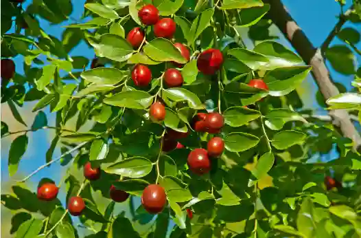 대추 효능과 영양성분 먹는 방법 부작용