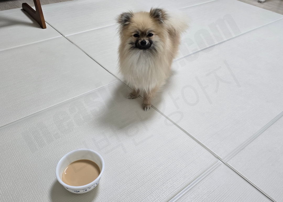 강아지가 펫밀크를 먹으려고 기다리는 모습