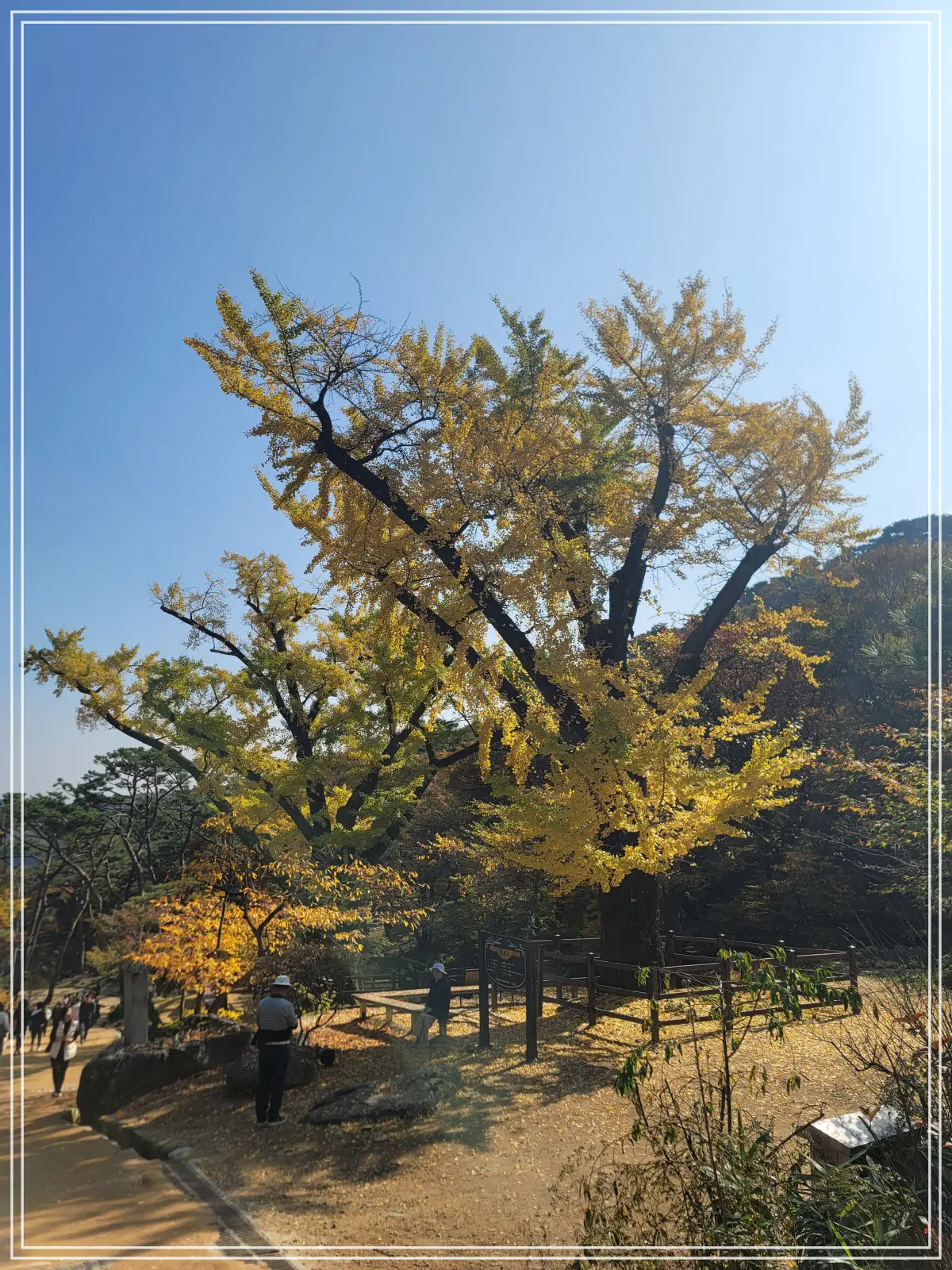 강화-전등사-보호수-전경