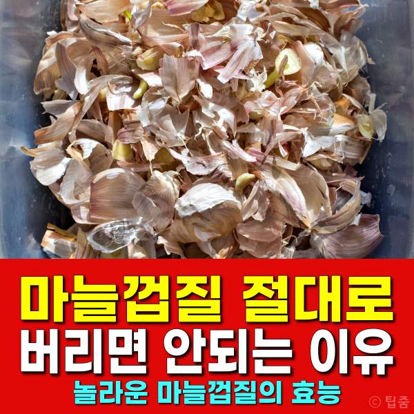 마늘껍질 효능,유방암,간암,상황버섯,팁줌