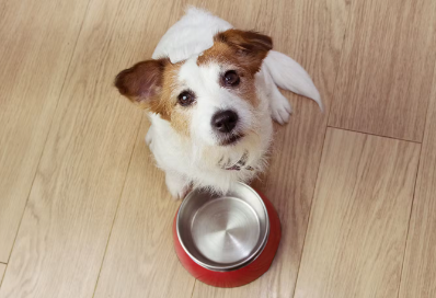 개와 밥그릇