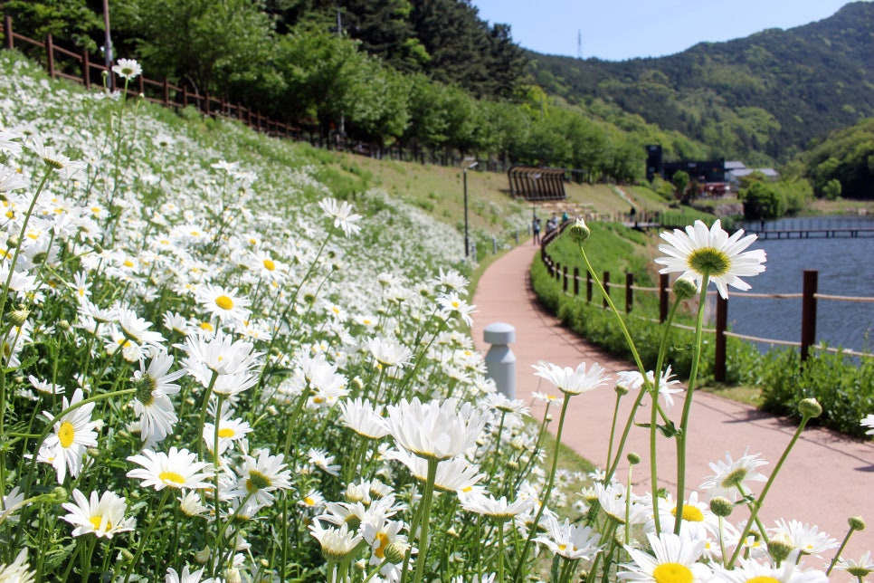 대구 진밭골산림공원 샤스타데이지 개화 시기 및 위치, 주차 정보 총정리